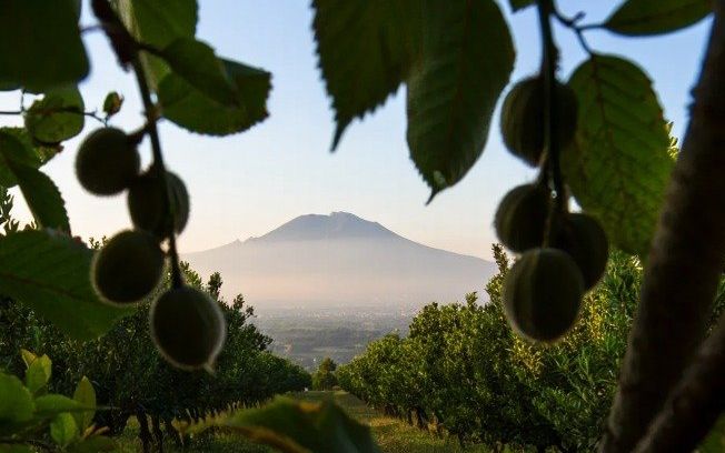 Il noccioleto di Panterarosa con il Vesuvio sullo sfondo, visto dalla prospettiva di un bambino